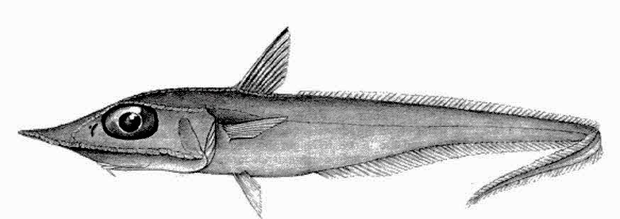 Coelorinchus labiatus_01
